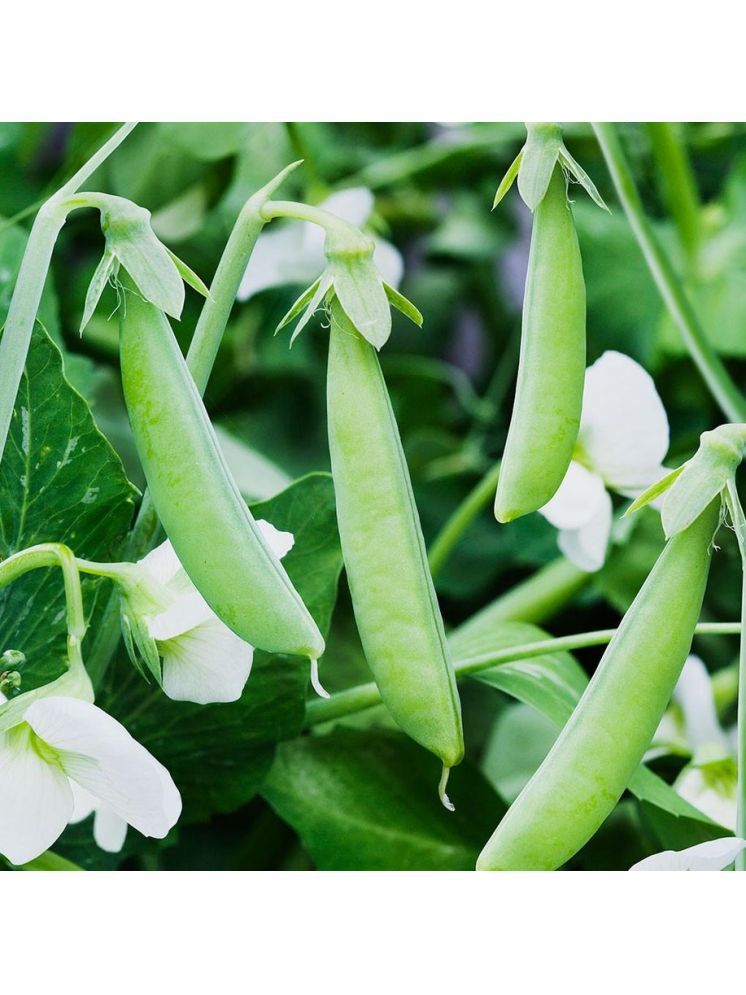     			Jignisha Seeds Hybrid Green Pea Vegetable ( 30 Seeds )