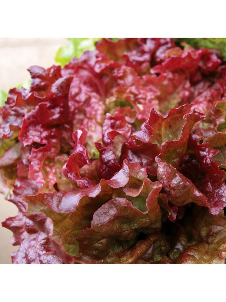     			Jignisha Seeds Hybrid Red Lettuce Vegetable ( 50 Seeds )