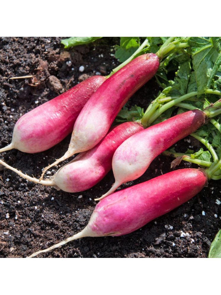     			Jignisha Seeds Organic Red Radish Vegetable ( 50 Seeds )