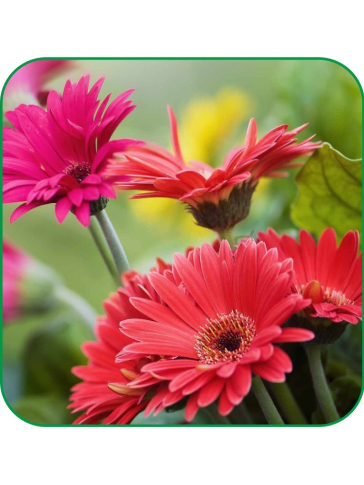     			Aero Seeds Daisy Pack of 100 Seeds