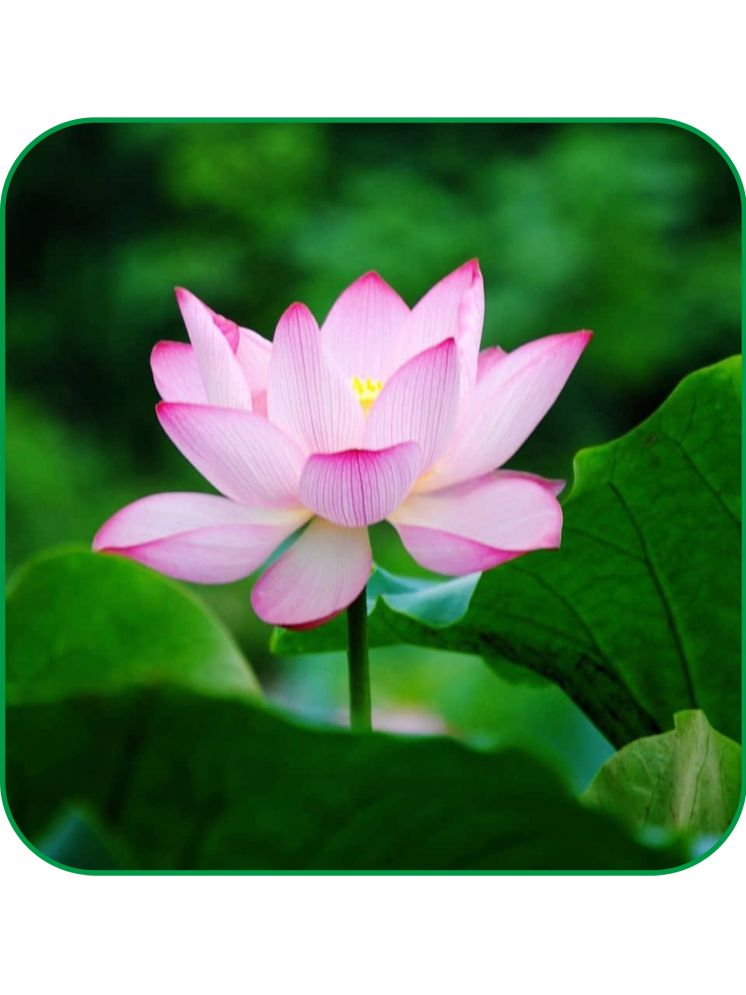     			Aero Seeds Water Lily Lotus Flower Seeds Pack of 20 Seeds