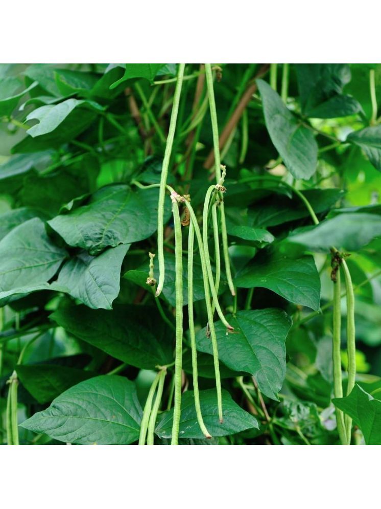     			Jignisha Seeds Organic Barbati Vegetable ( 50 Seeds )