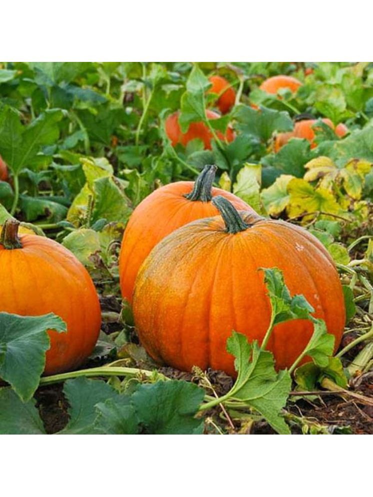     			PARTHVA SEEDS Pumpkin Big Vegetable ( 20 Seeds )