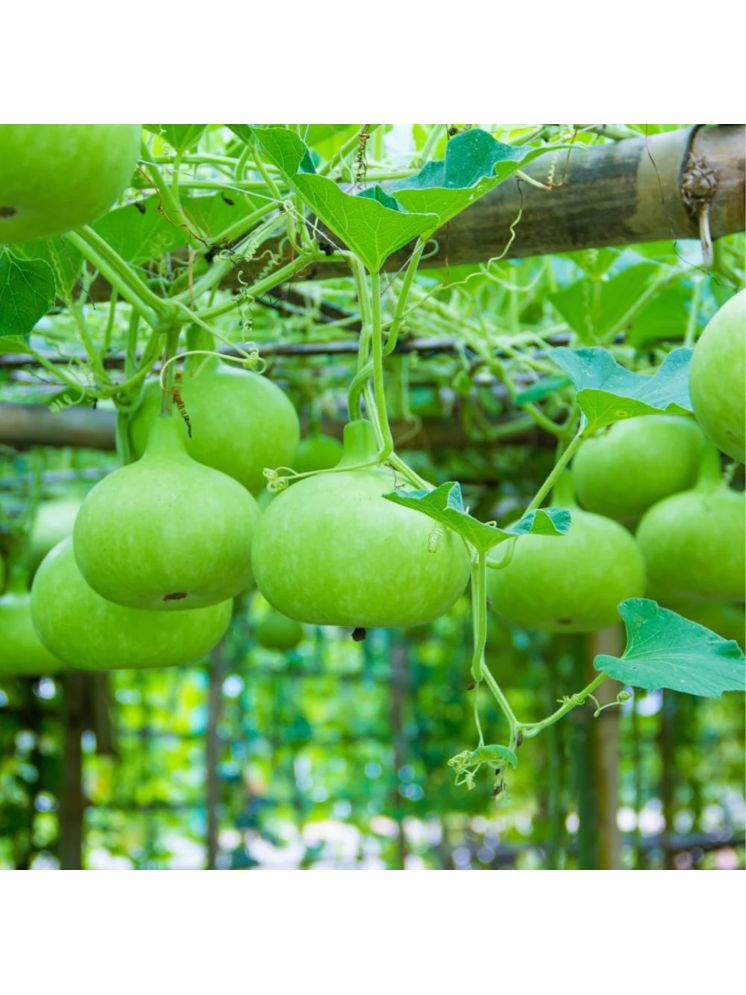     			PARTHVA SEEDS Round Bottle Gourd Vegetable ( 20 Seeds )