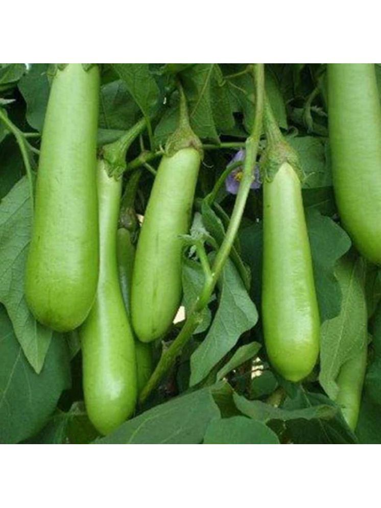     			Jignisha Seeds Aubergine Vegetable ( 50 Seeds )