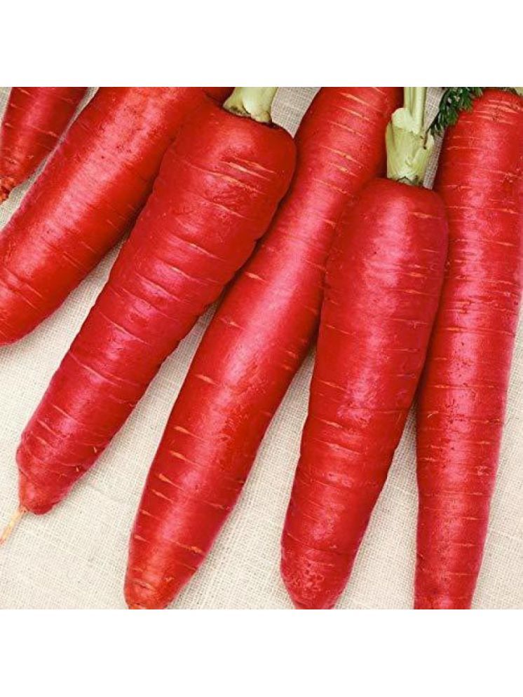     			Jignisha Seeds Carrot Vegetable ( 50 Seeds )