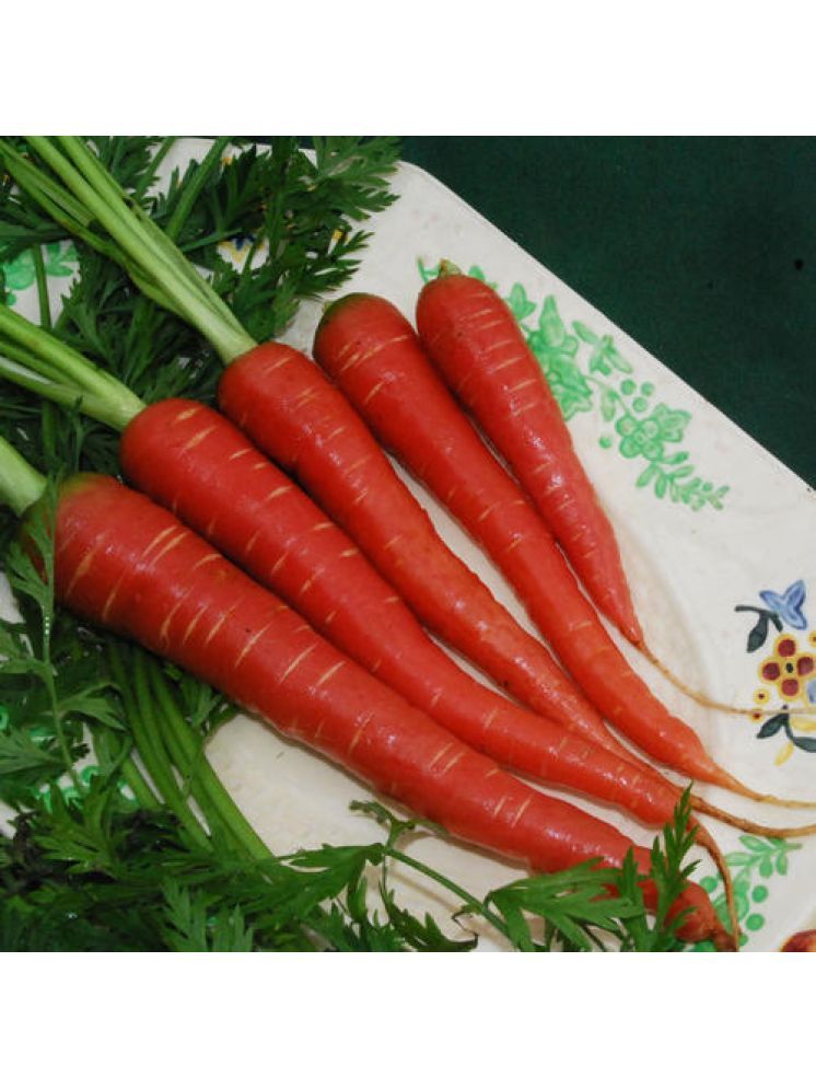     			Jignisha Seeds Organic Carrot Vegetable ( 50 Seeds )