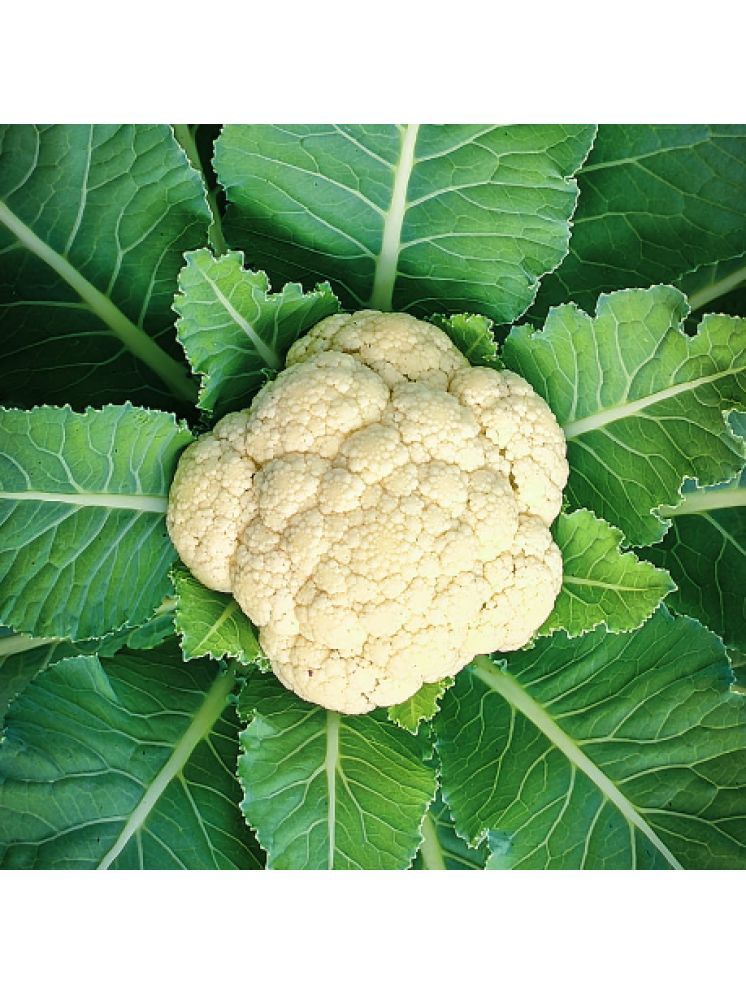     			Jignisha Seeds Organic Cauliflower Vegetable ( 50 Seeds )