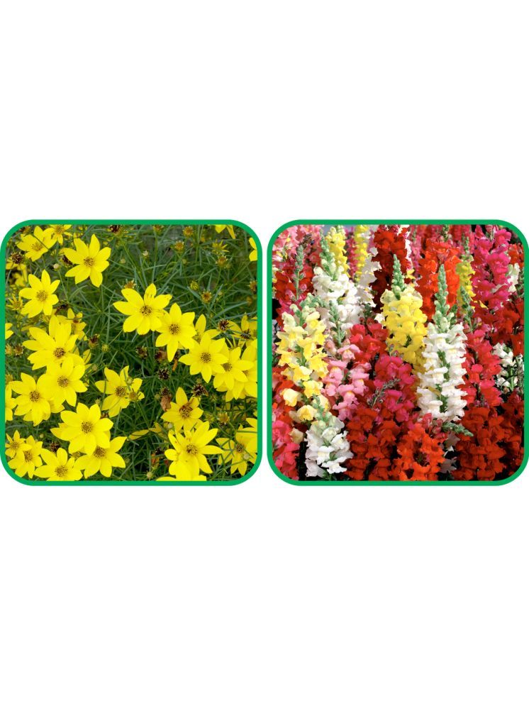     			Aero Seeds Antirrhinum Mix Color (50 Seeds) And Coreopsis Mix Color (50 Seeds) Flower Seeds Pack