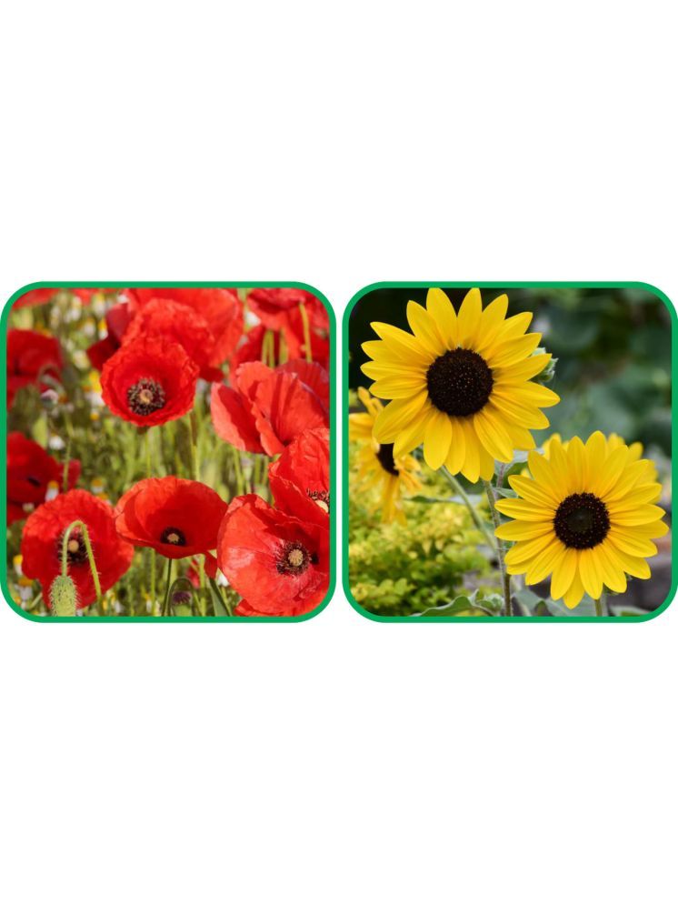     			Aero Seeds Sunflower Tall (50 Seeds) And Poppy Red (50 Seeds) Flower Seeds Pack