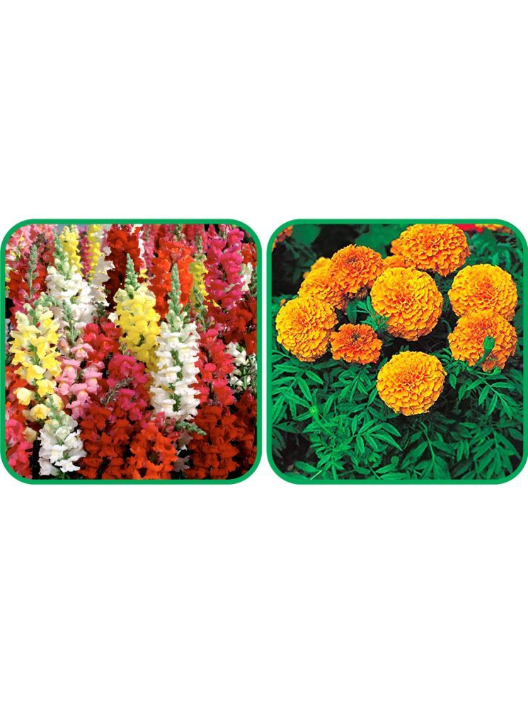     			Aero Seeds African Marigold Mix Color (50 Seeds) And Antirrhinum Mix Color (50 Seeds) Flower Seeds Pack