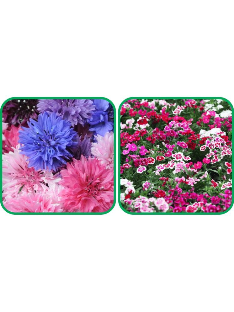     			Aero Seeds Dianthus Mix Color (50 Seeds) And Cornflower Mix Color (50 Seeds) Flower Seeds Pack