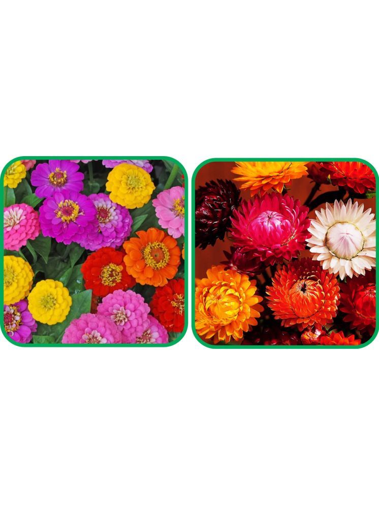     			Aero Seeds Helichrysum Mix Color (50 Seeds) And Zinnia Mix Color (50 Seeds)Flower Seeds Pack