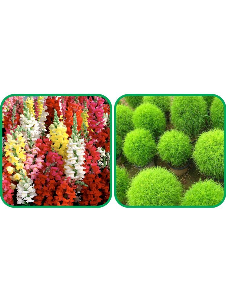     			Aero Seeds Kochia (50 Seeds) And Antirrhinum Mix Color (50 Seeds) Flower Seeds Pack