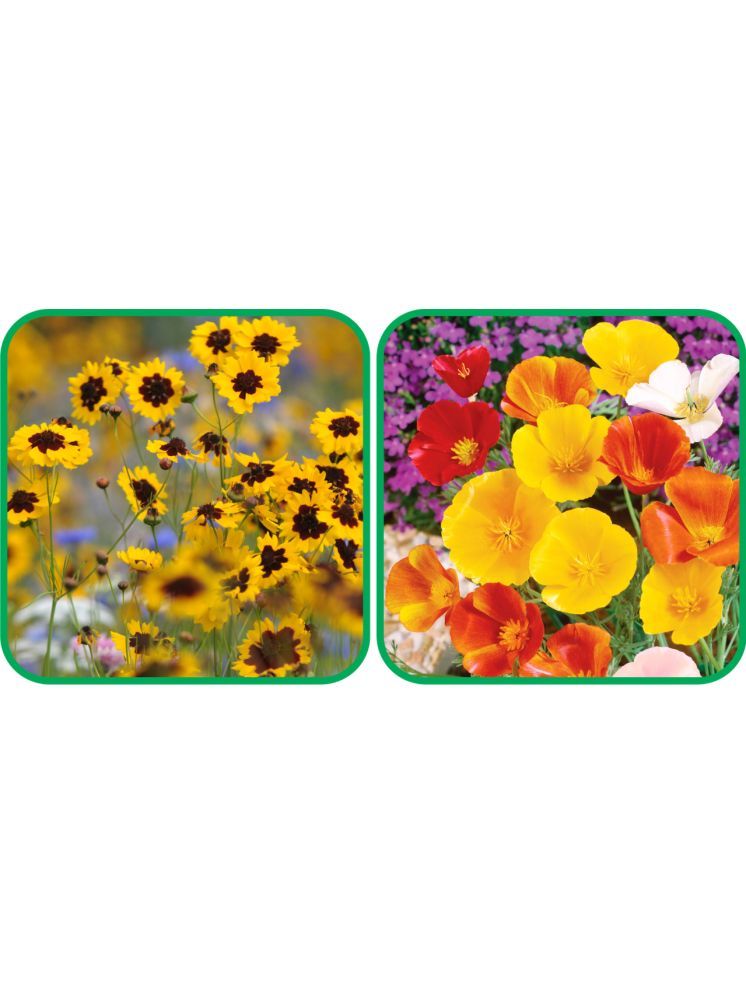     			Aero Seeds Poppy California Mix Color (50 Seeds) And Calliopsis (Tinctoria) Mix Color (50 Seeds) Flower Seeds Pack