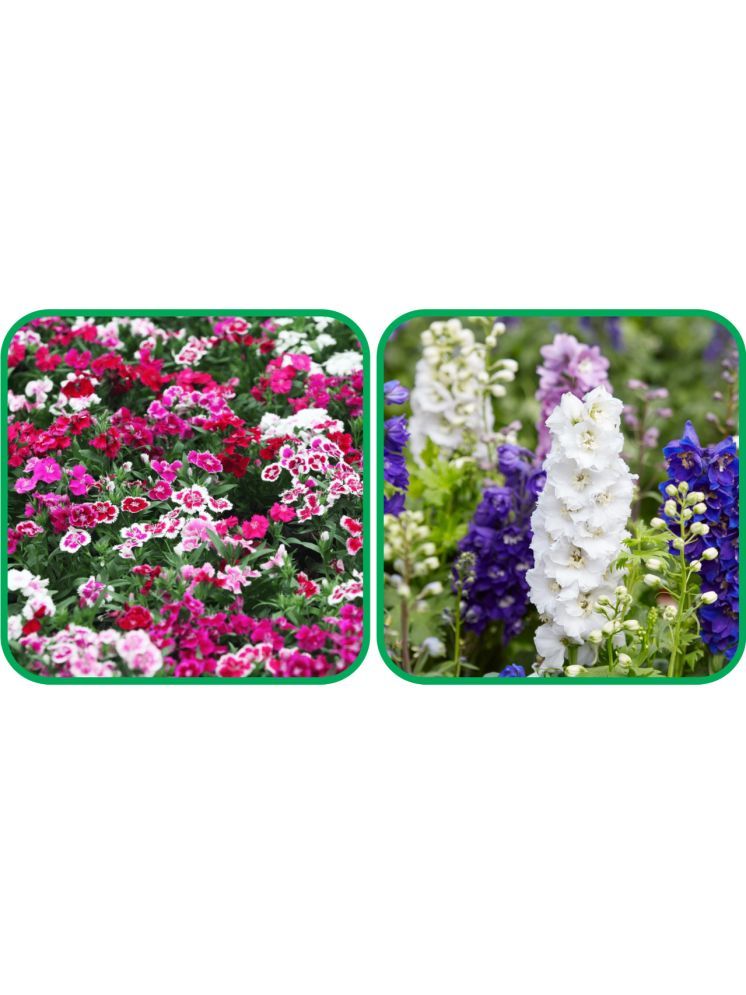     			Aero Seeds Delphinium Mix Color (50 Seeds) And Dianthus Mix Color (50 Seeds) Flower Seeds Pack