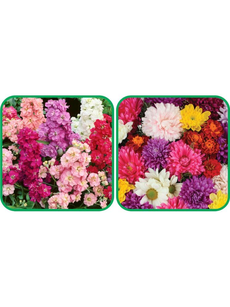     			Aero Seeds Chrysanthemum Mix Color (50 Seeds) And Stock Mix Color (50 Seeds) Flower Seeds Pack