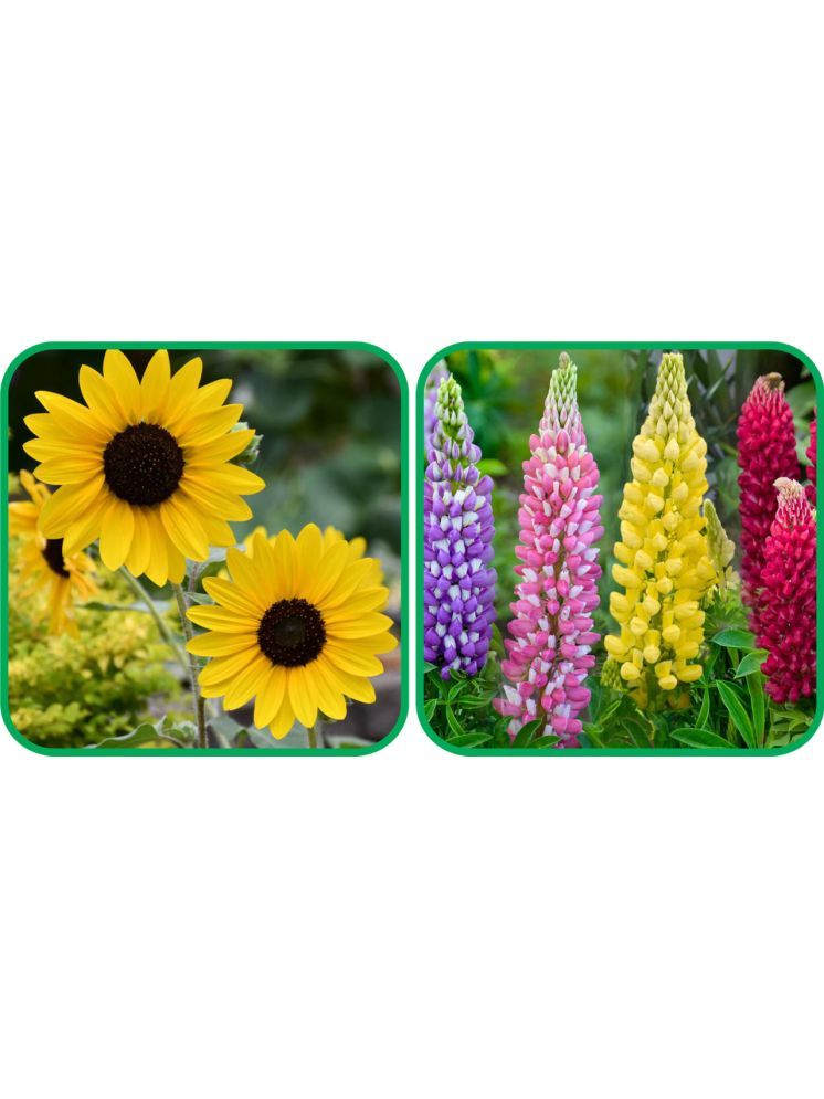     			Aero Seeds Lupin Mix Color (50 Seeds) And Sunflower Tall (50 Seeds) Flower Seeds Pack