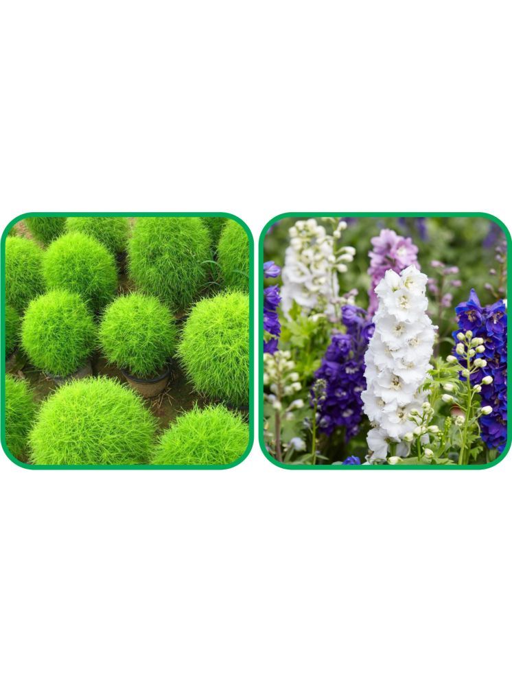     			Aero Seeds Delphinium Mix Color (50 Seeds) And Kochia (50 Seeds) Flower Seeds Pack