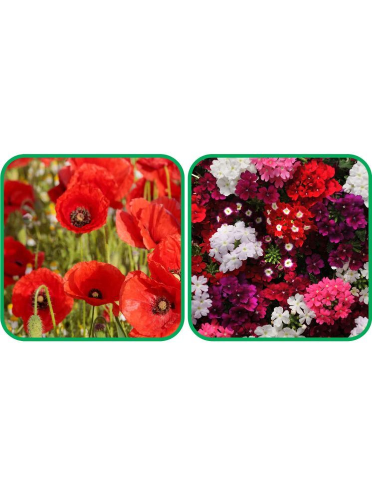     			Aero Seeds Verbena Mix Color (50 Seeds) And Poppy Red (50 Seeds) Flower Seeds Pack