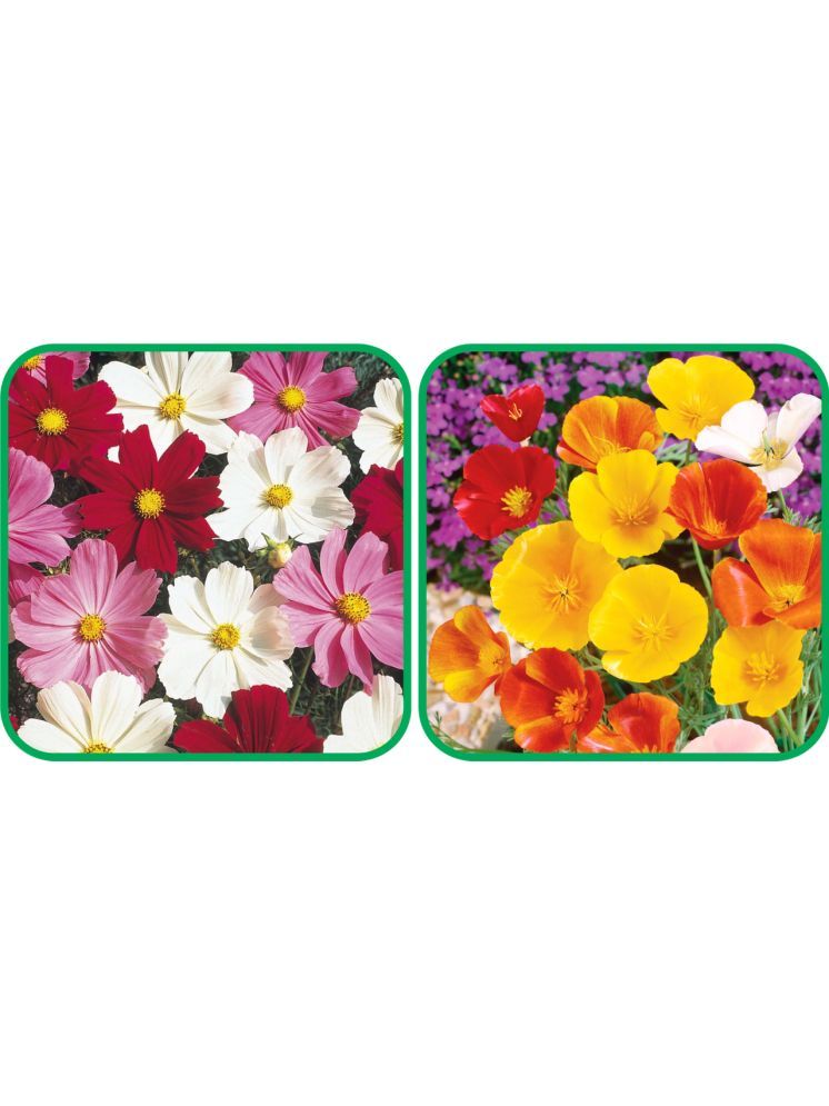     			Aero Seeds Poppy California Mix Color (50 Seeds) And Cosmos Mix Color (50 Seeds) Flower Seeds Pack