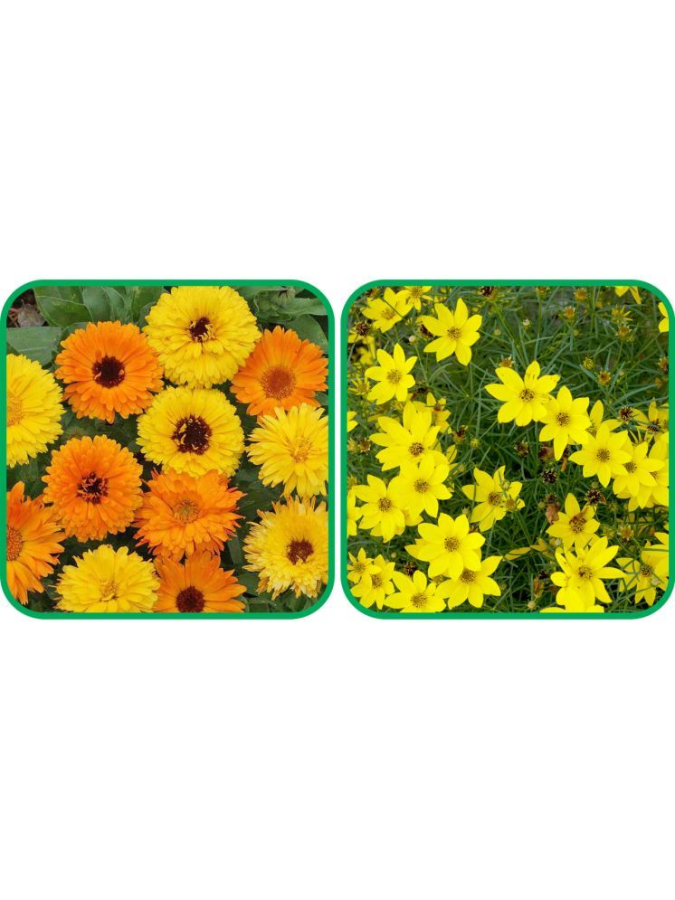     			Aero Seeds Coreopsis Mix Color (50 Seeds) And Calendula Mix Color (50 Seeds) Flower Seeds Pack