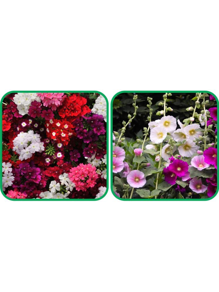     			Aero Seeds Hollyhock Mix Color (50 Seeds) And Verbena Mix Color (50 Seeds) Flower Seeds Pack