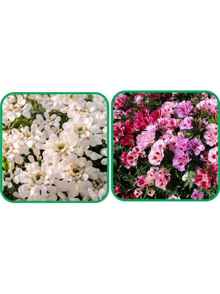     			Aero Seeds Clarkia Mix Color (50 Seeds) And Candytuft Mix Color (50 Seeds) Flower Seeds Pack