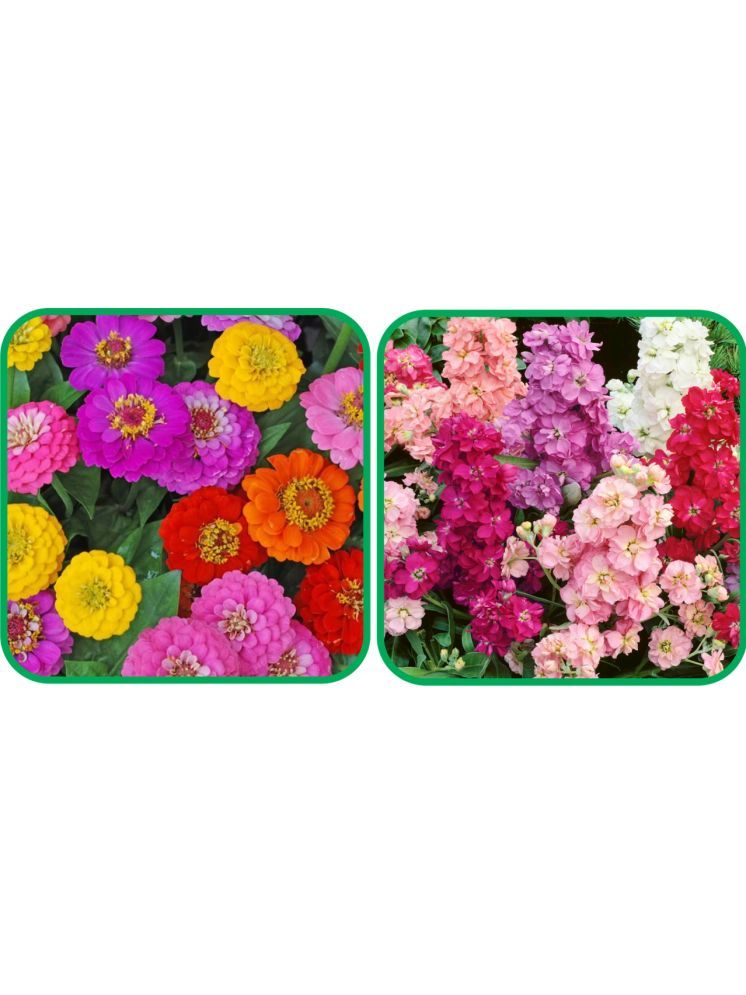     			Aero Seeds Stock Mix Color (50 Seeds) And Zinnia Mix Color (50 Seeds)Flower Seeds Pack