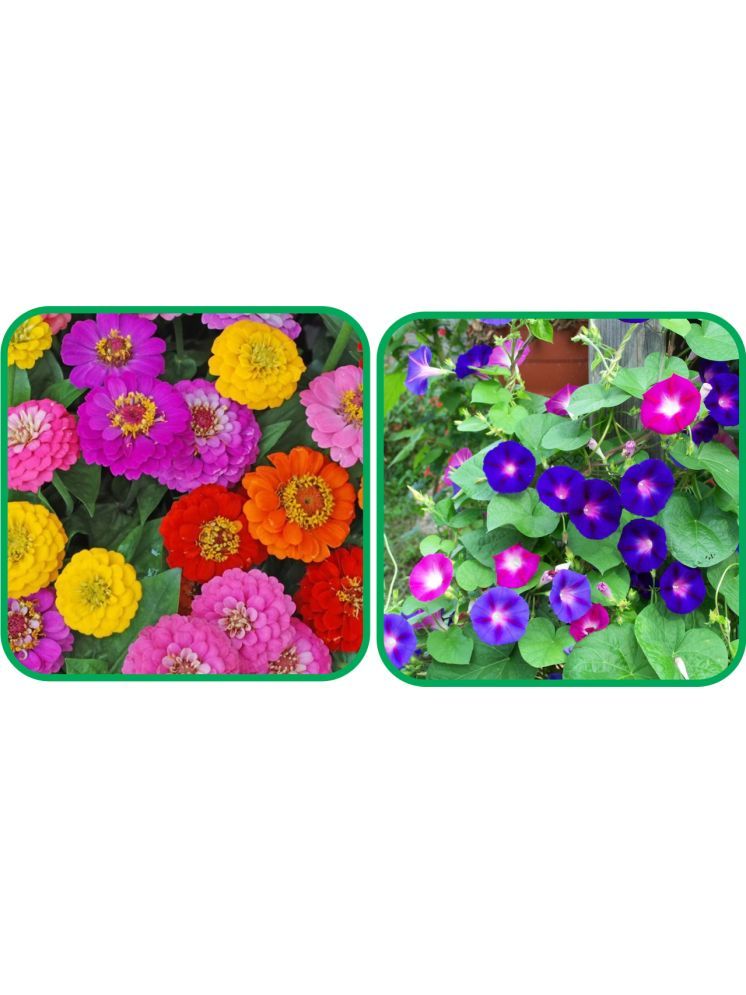     			Aero Seeds Morning Glory Mix Color (50 Seeds) And Zinnia Mix Color (50 Seeds)Flower Seeds Pack