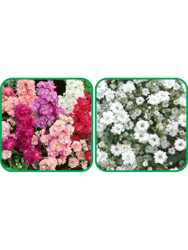     			Aero Seeds Gypsophila elegans White (50 Seeds) And Stock Mix Color (50 Seeds) Flower Seeds Pack