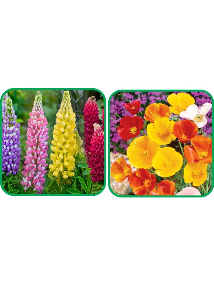     			Aero Seeds Poppy California Mix Color (50 Seeds) And Lupin Mix Color (50 Seeds) Flower Seeds Pack