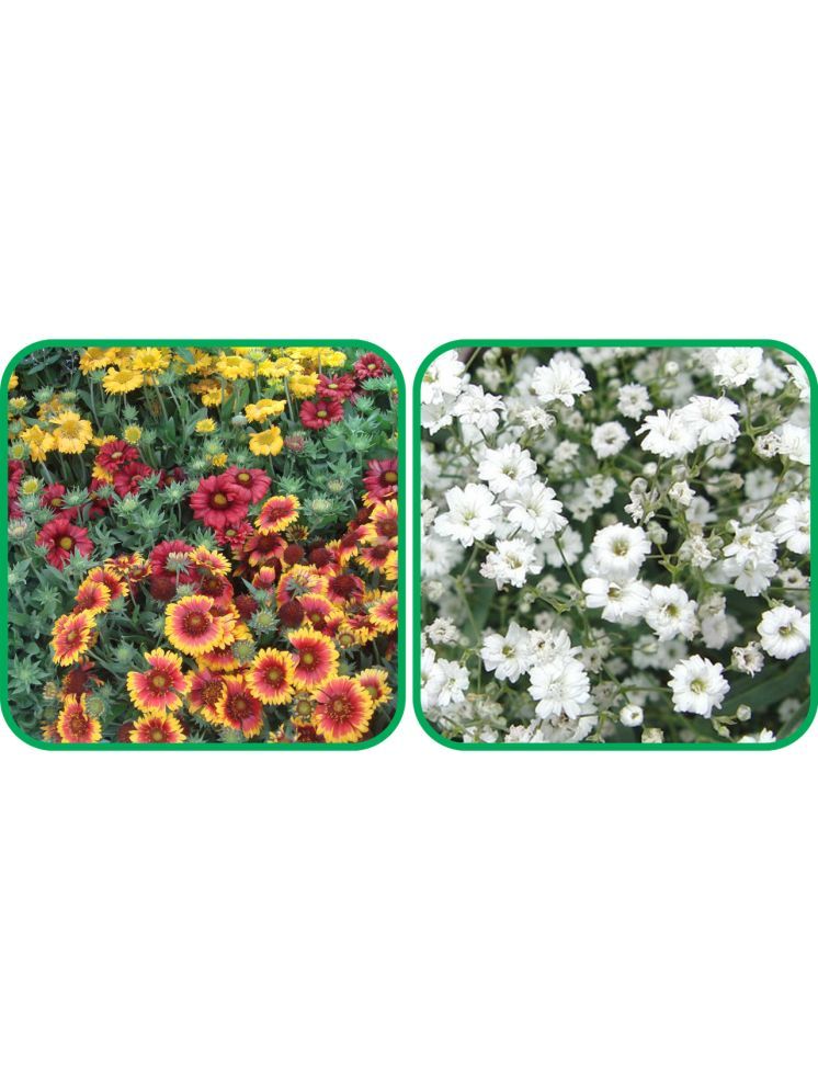     			Aero Seeds Gypsophila elegans White (50 Seeds) And Gaillardia Aristata Mix Color (50 Seeds) Flower Seeds Pack