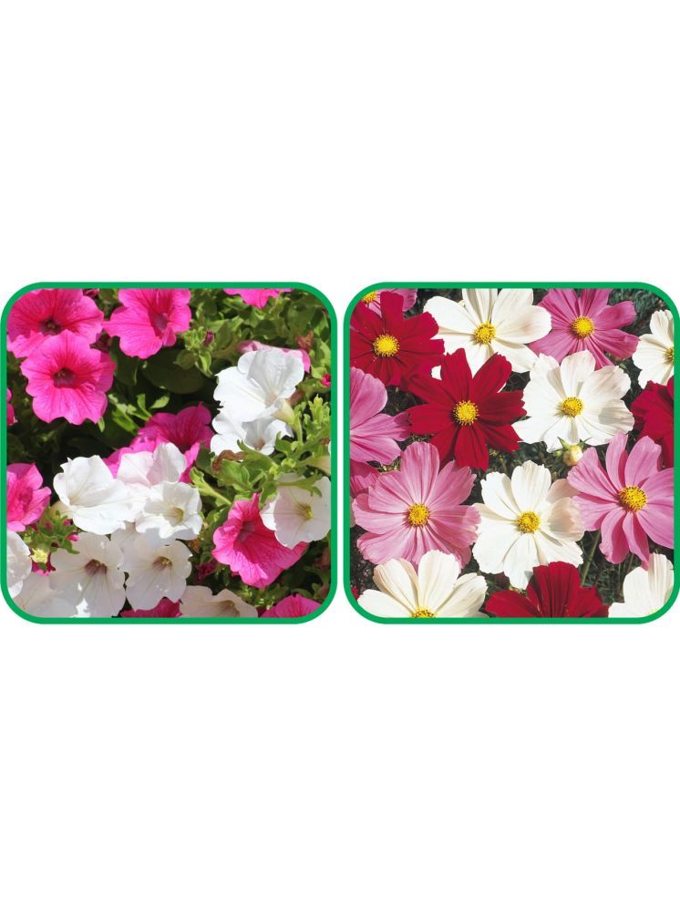     			Aero Seeds Cosmos Mix Color (50 Seeds) And Petunia Mix Color (50 Seeds) Flower Seeds Pack