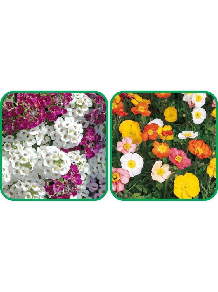     			Aero Seeds Poppy Iceland Mix Color (50 Seeds) And Alyssum Mix Color (50 Seeds) Flower Seeds Pack