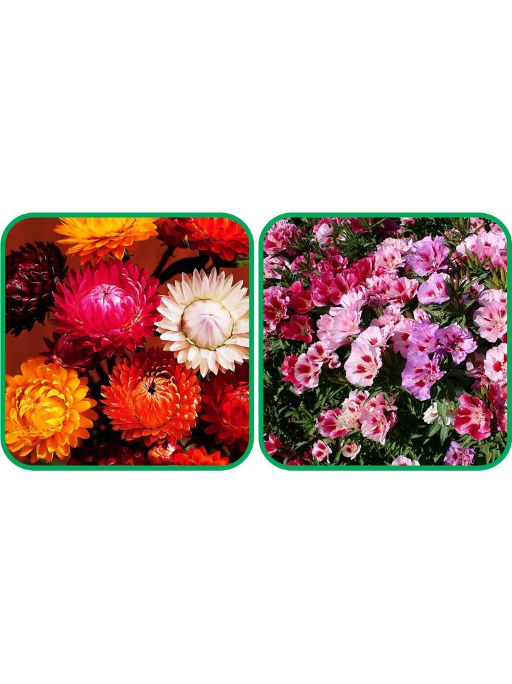     			Aero Seeds Clarkia Mix Color (50 Seeds) And Helichrysum Mix Color (50 Seeds) Flower Seeds Pack