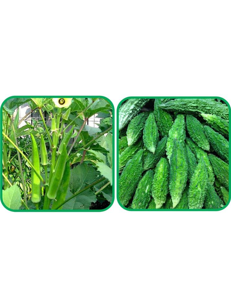     			Aero Seeds Bitter Gourd ( 30 Seeds) And Lady Finger ( 30 Seeds) Vegetable Seeds Pack