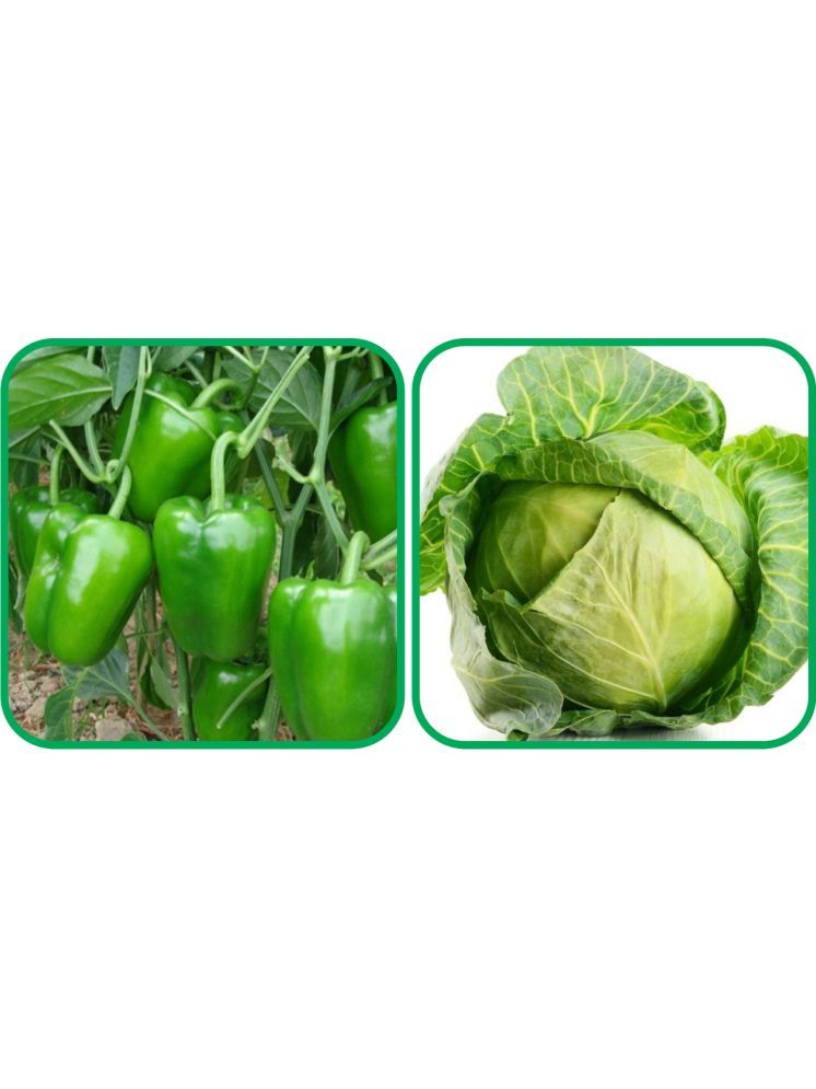     			Aero Seeds Cabbage ( 50 Seeds) And Capsicum ( 30 Seeds) Vegetable Seeds Pack