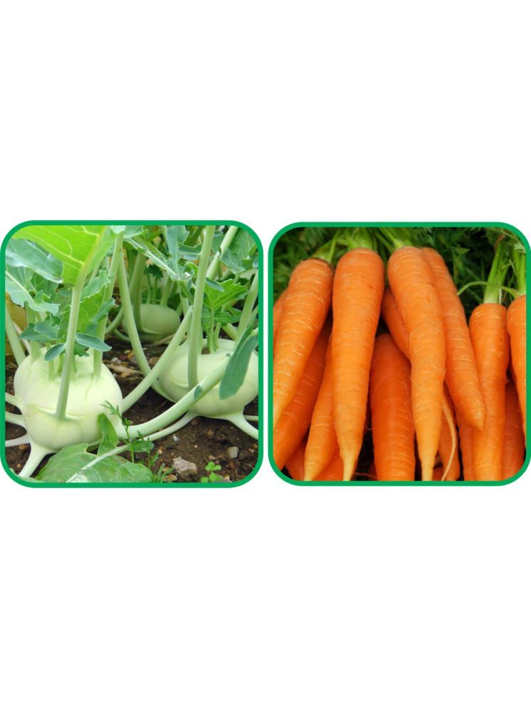     			Aero Seeds English Carrot ( 100 Seeds) And Knol Khol ( 50 Seeds) Vegetable Seeds Pack