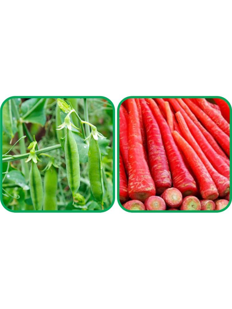     			Aero Seeds Redish Red ( 100 Seeds) And Peas ( 30 Seeds) Vegetable Seeds Pack