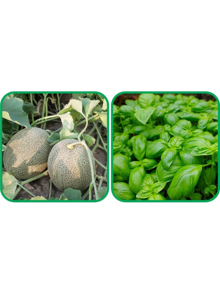     			Aero Seeds Basil Green ( 100 Seeds) And Muskmelon ( 30 Seeds) Vegetable Seeds Pack