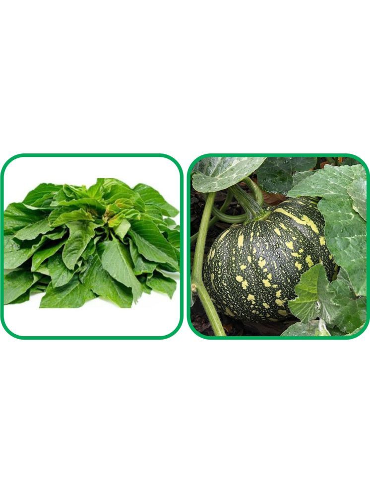     			Aero Seeds Pumpkin ( 30 Seeds) And Green Amaranth ( 200 Seeds) Vegetable Seeds Pack