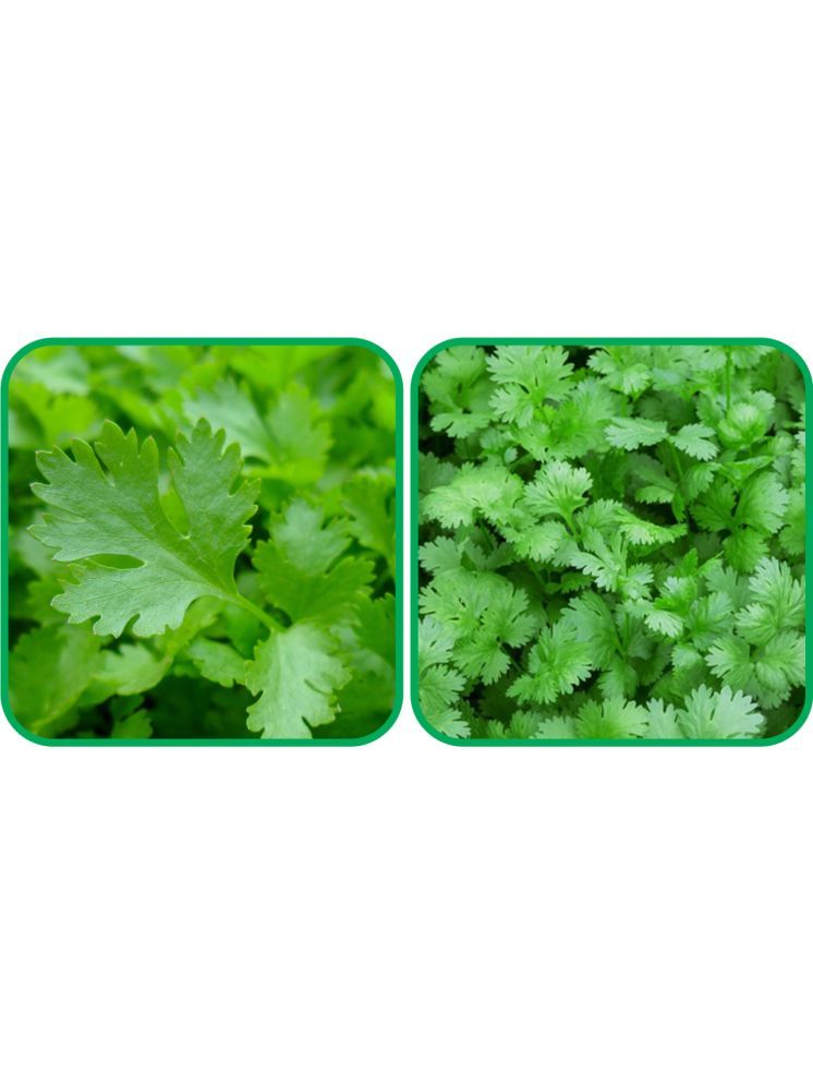     			Aero Seeds Coriander (200 Seeds) And Parsley ( 100 Seeds) Vegetable Seeds Pack