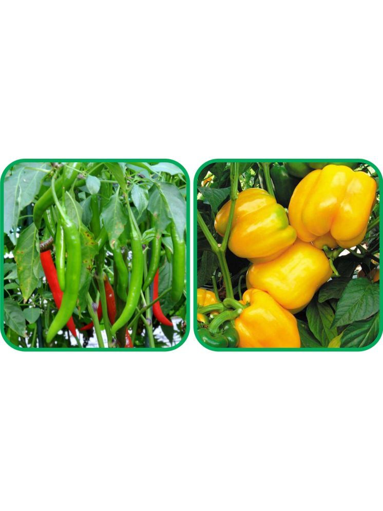     			Aero Seeds Capsicum Yellow ( 30 Seeds) And Chilli (50 Seeds) Vegetable Seeds Pack