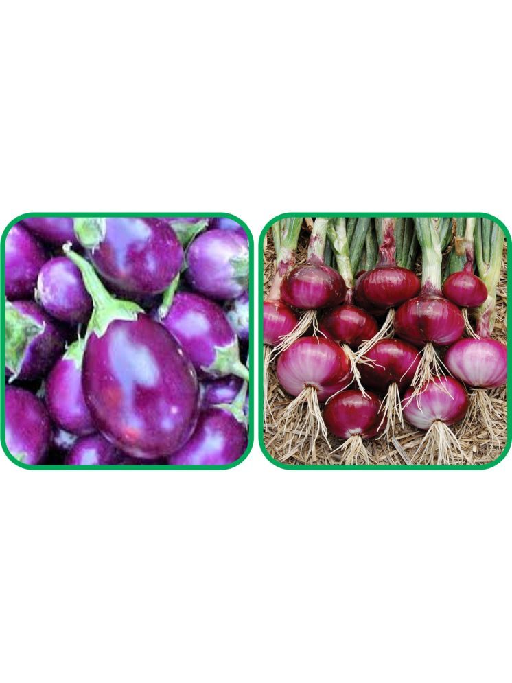     			Aero Seeds Red Onion ( 200 Seeds) And Brinjal Purple Round ( 30 Seeds) Vegetable Seeds Pack