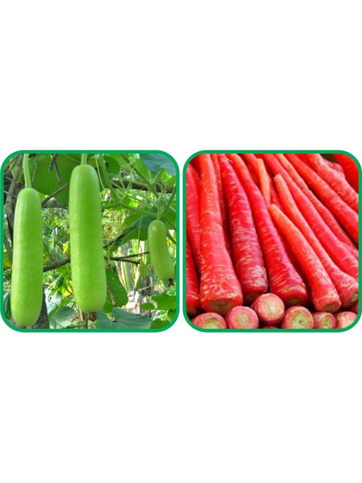     			Aero Seeds Redish Red ( 100 Seeds) And Bottle Gourd Long ( 30 Seeds) Vegetable Seeds Pack