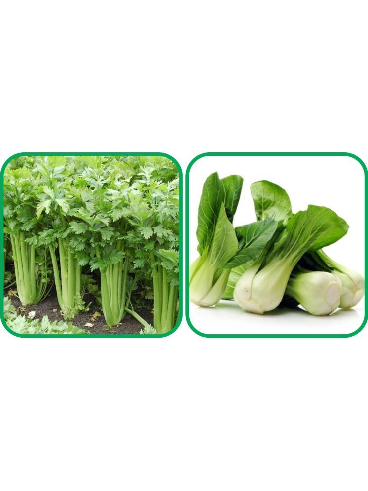     			Aero Seeds Pak Choi ( 50 Seeds) And Celery ( 100 Seeds) Vegetable Seeds Pack