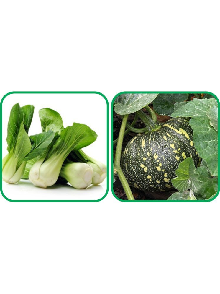     			Aero Seeds Pumpkin ( 30 Seeds) And Pak Choi ( 50 Seeds) Vegetable Seeds Pack