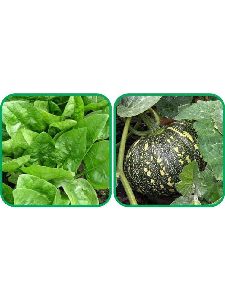     			Aero Seeds Pumpkin ( 30 Seeds) And Spinach (200 Seeds) Vegetable Seeds Pack