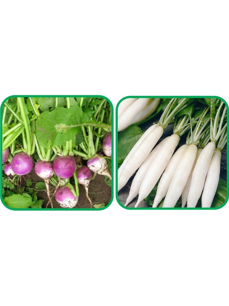     			Aero Seeds Radish White Long (100 Seeds) And Turnip ( 100 Seeds) Vegetable Seeds Pack